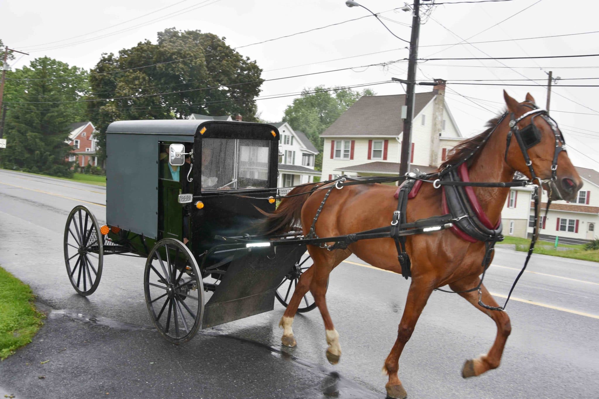 amish avec une calèche