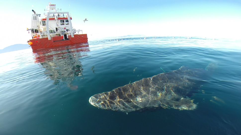 Record de longévité pour le requin du Groenland avec plus de 400 ans