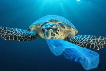 tortue sac plastique dans la mer Méditerranée